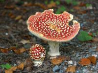 Zwei Größen Fliegenpilz